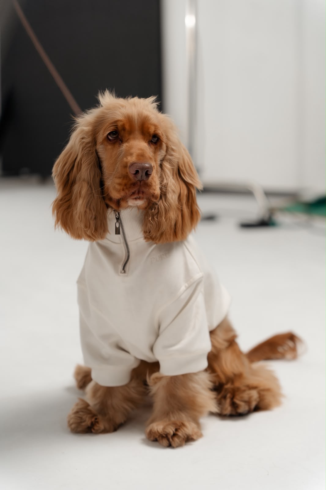 Moletom Pure Core off-white em cocker spaniel
