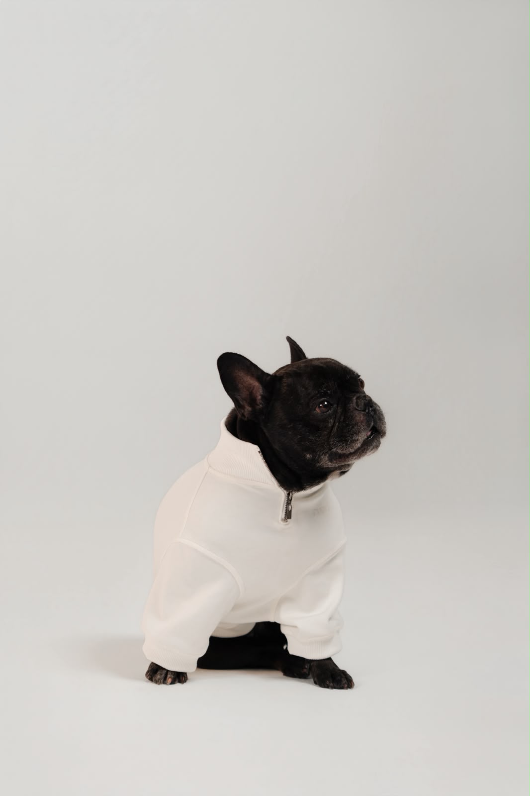 Moletom Pure Core off-white em buldogue francês
