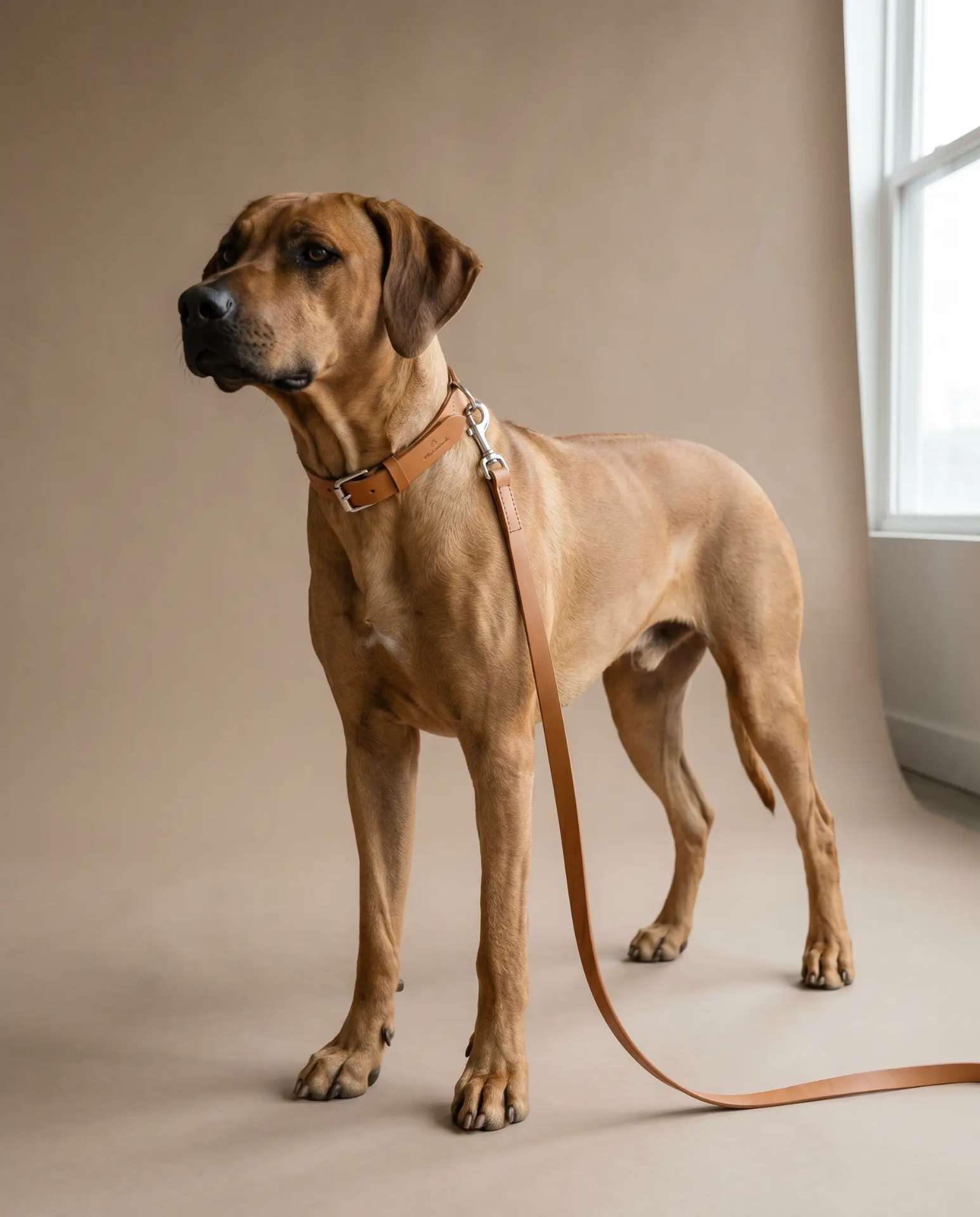 Rhodesian Ridgeback usando a coleira Pure Essentials, porte grande